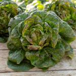 Potagères - Laitue d'Hiver Rougette de Montpellier - Légumes d'Autrefois - face recto